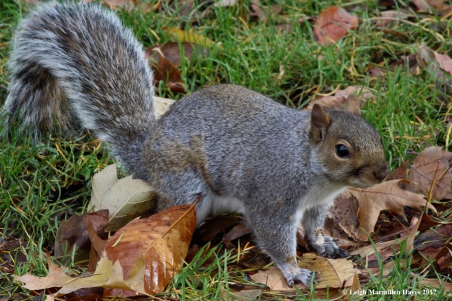 n-gray squirrel 1