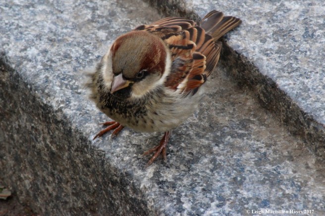 n-house sparrow 1