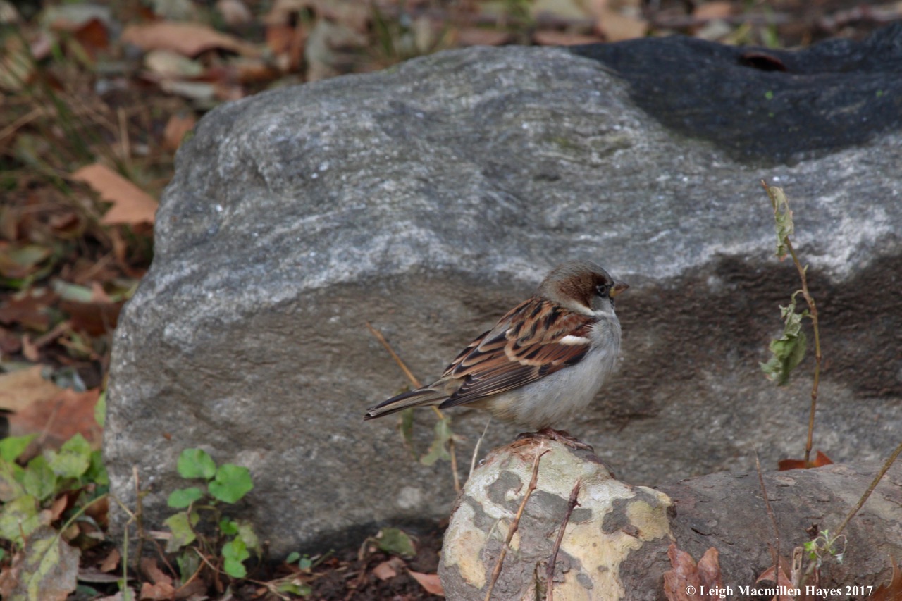 n-house sparrow 2