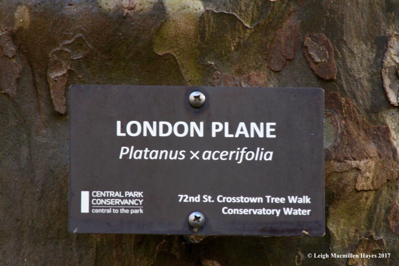n-London Plane
