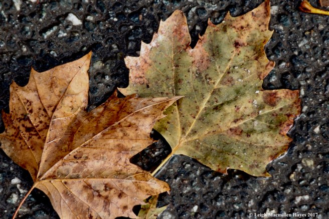 n-sycamore leaves1