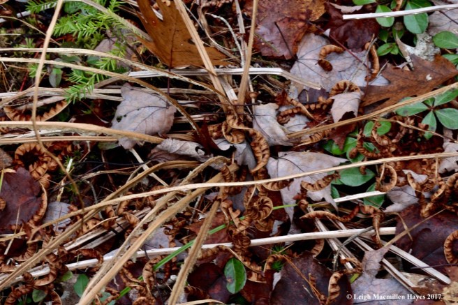 o-cinnamon fern leaves1