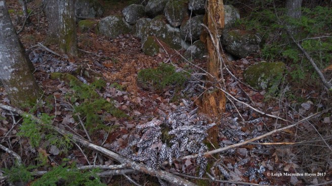 o-huge squirrel cache 1