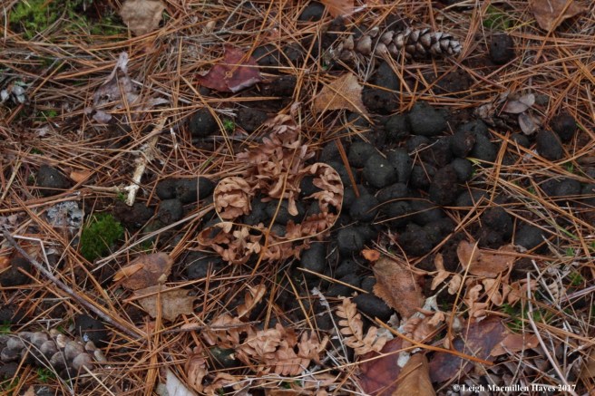 o-moose scat
