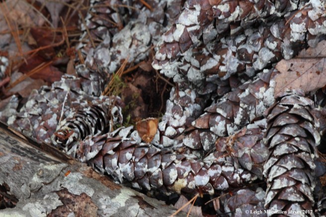 o-pine cones up close
