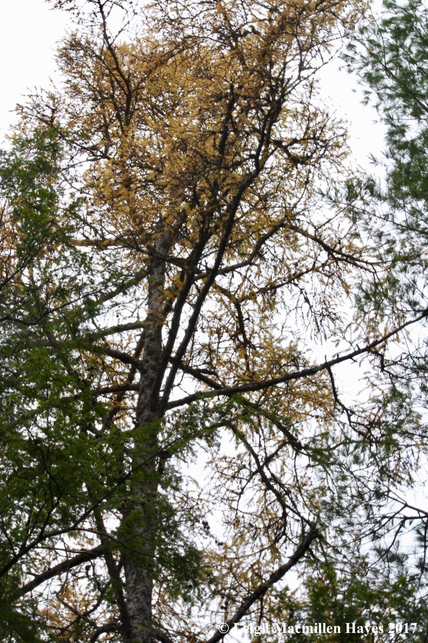 o-tamarack tree