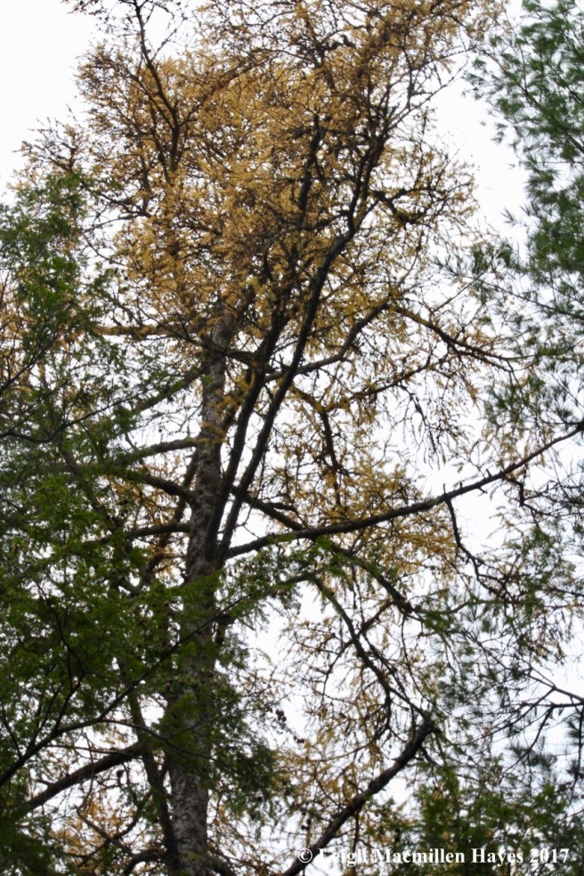 o-tamarack tree