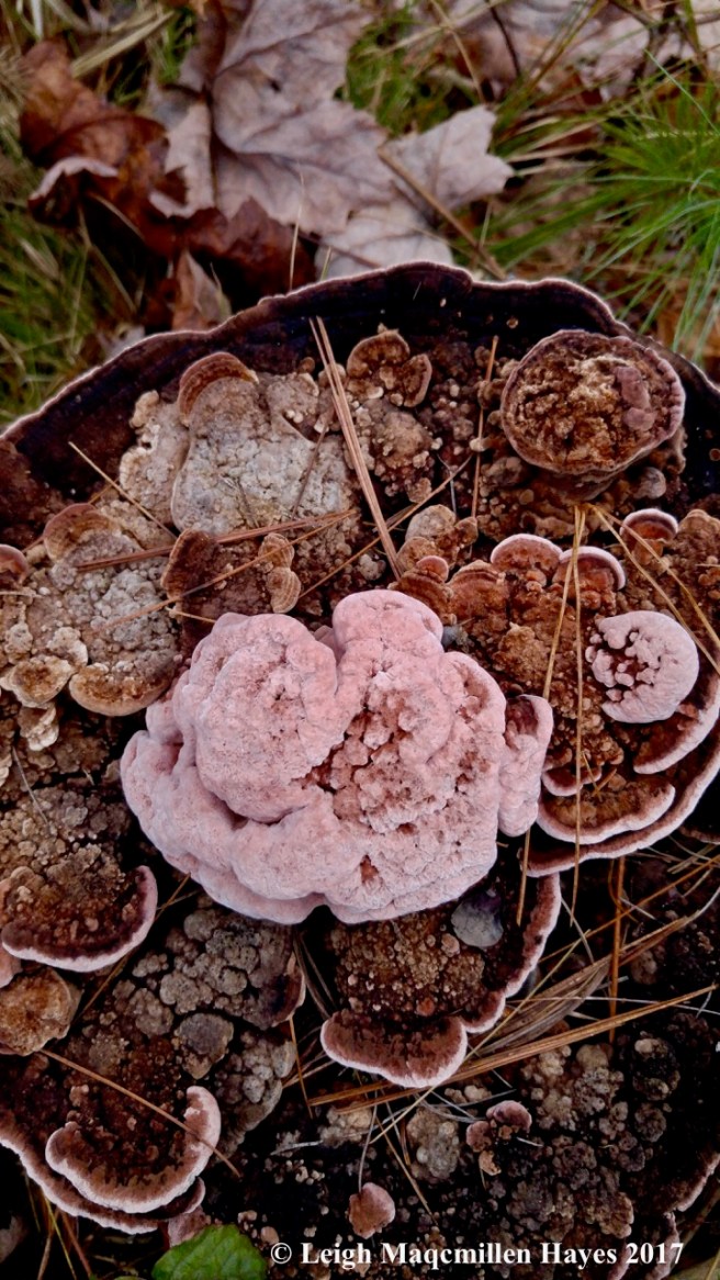 o-unknown mushroom 1