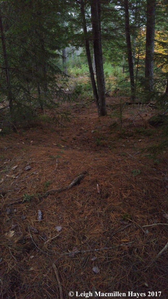 o-walking in a hemlock grove