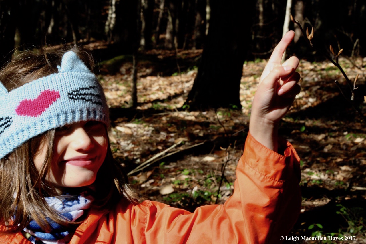 w-pointing to hobblebush