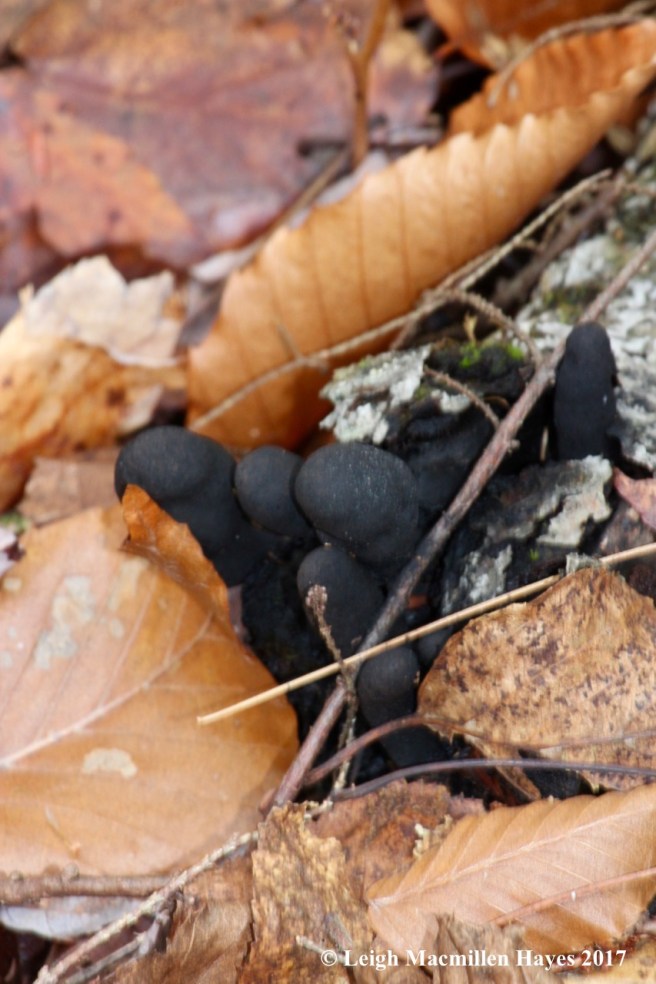 w1-dead man's fingers