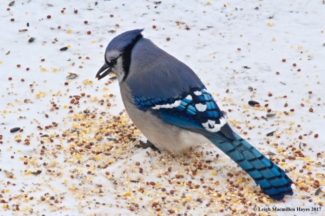 a-bluejay with seed