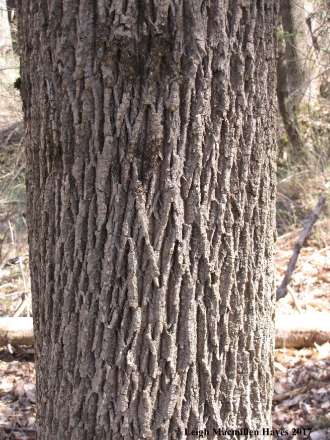 b-ash bark