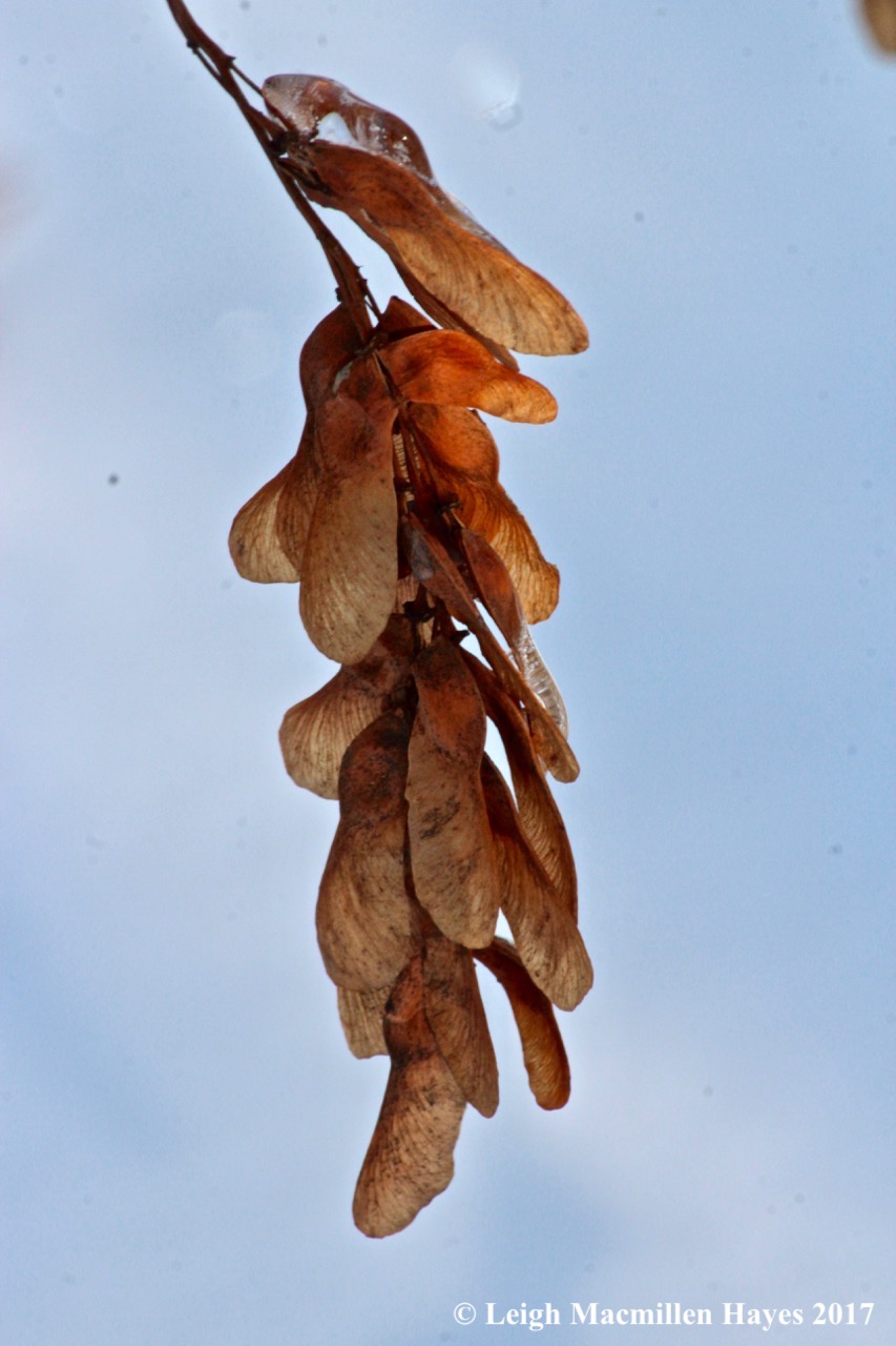 b3-striped maple samaras