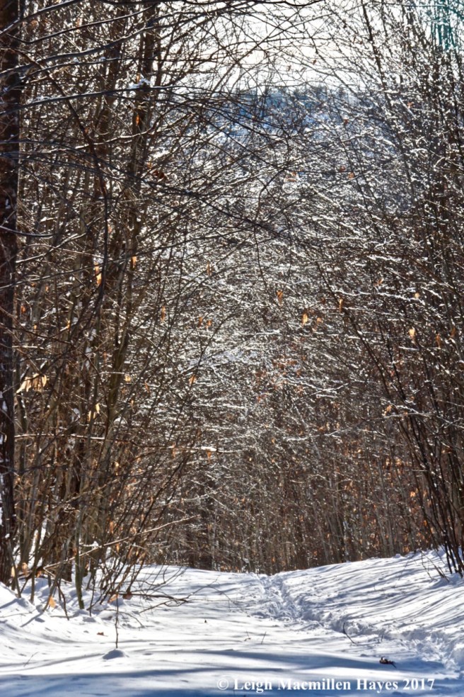 b6-nature's cathedral