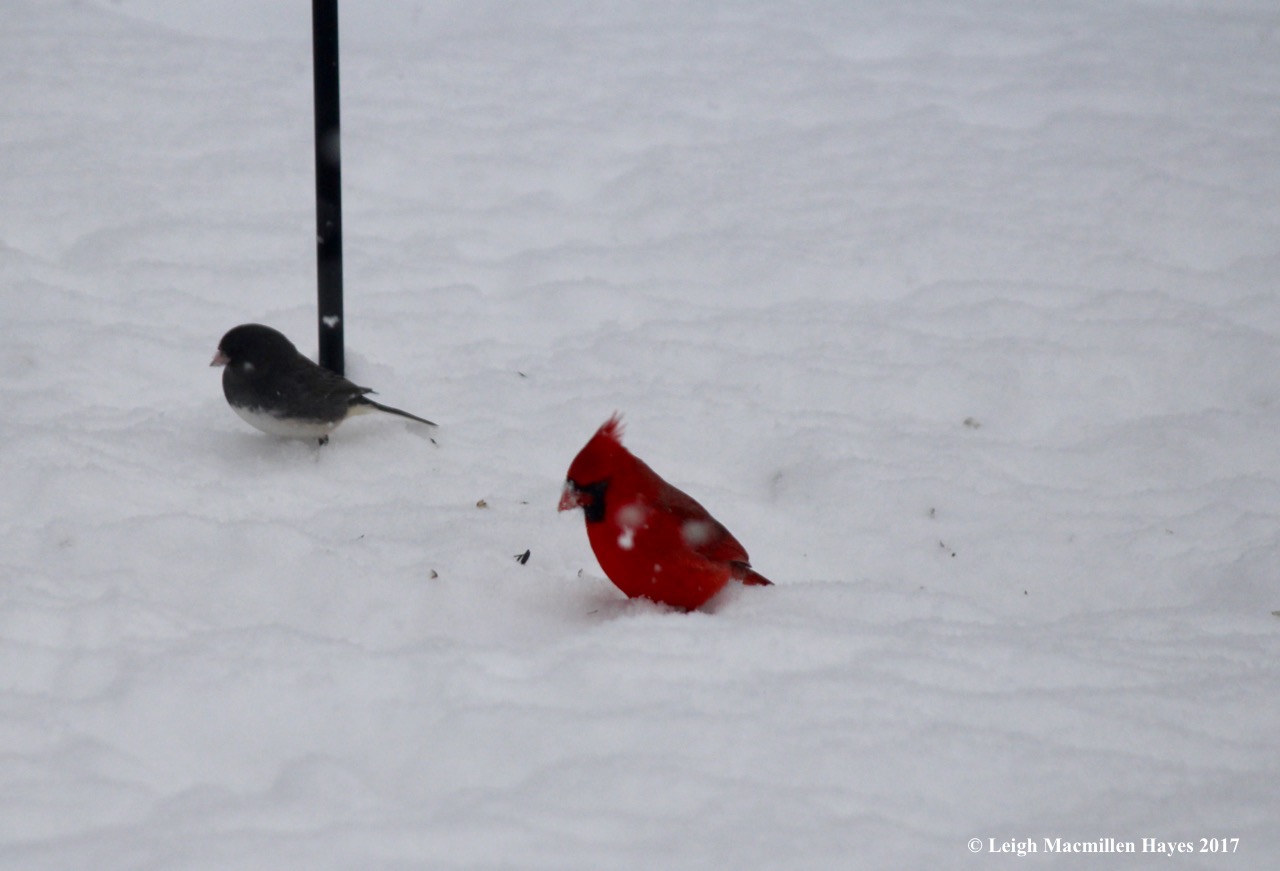 c-junco and cardinal