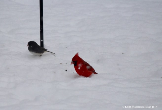 c-junco and cardinal