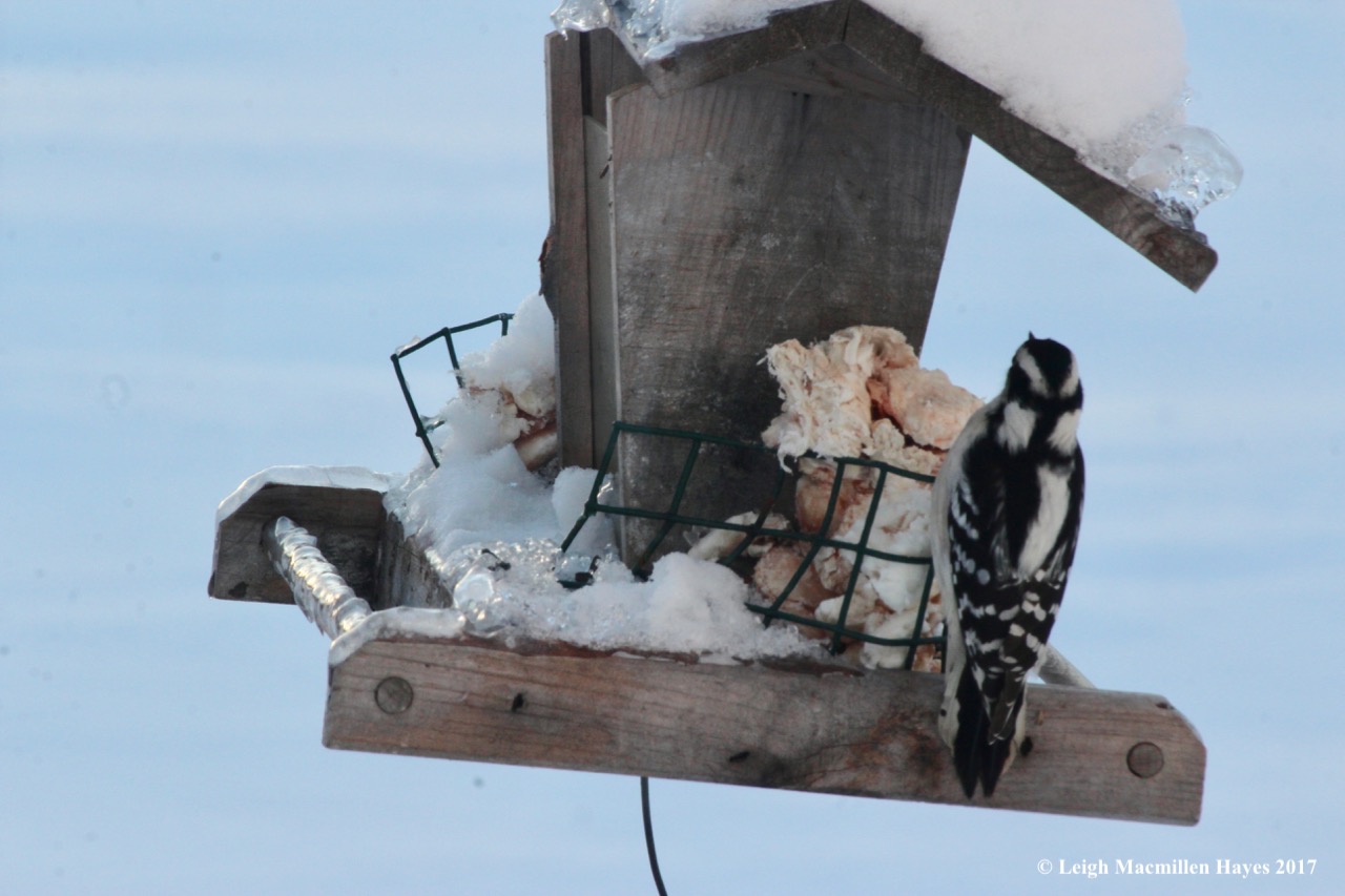 c7-female downy woodpecker