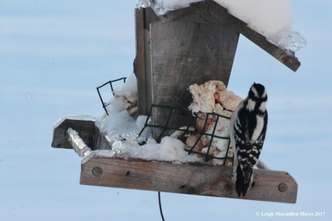 c7-female downy woodpecker