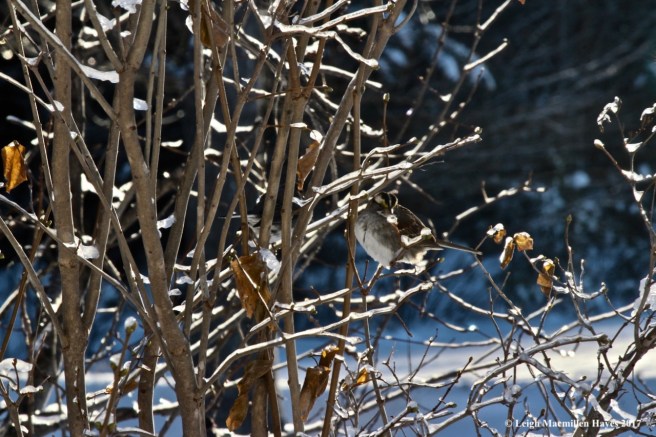c7-white-throated sparrow
