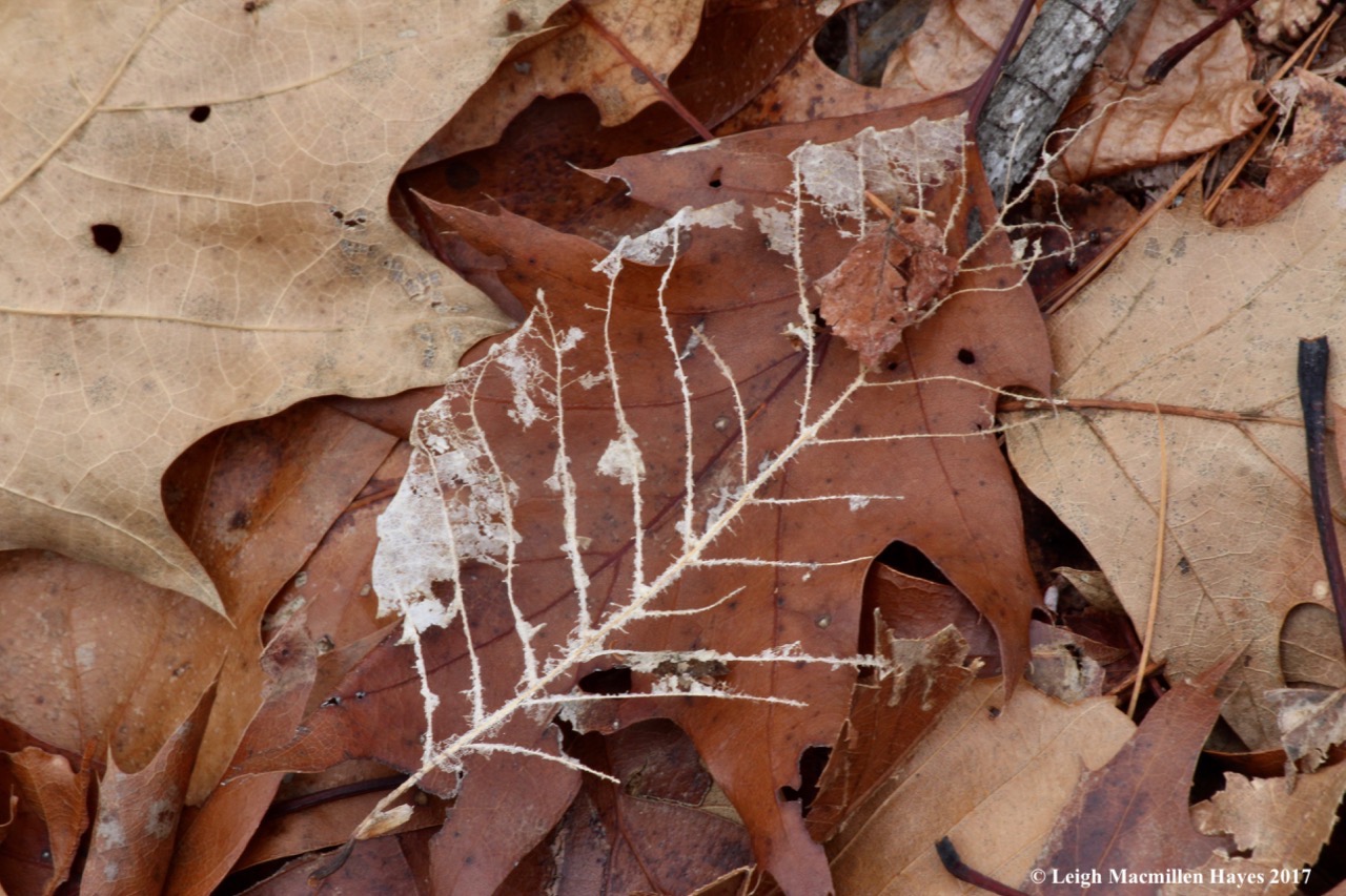 f-beech leaf skeleton