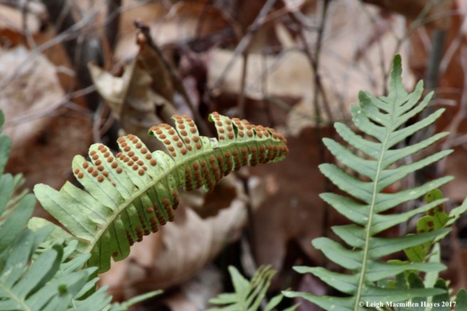 f-polypode spores