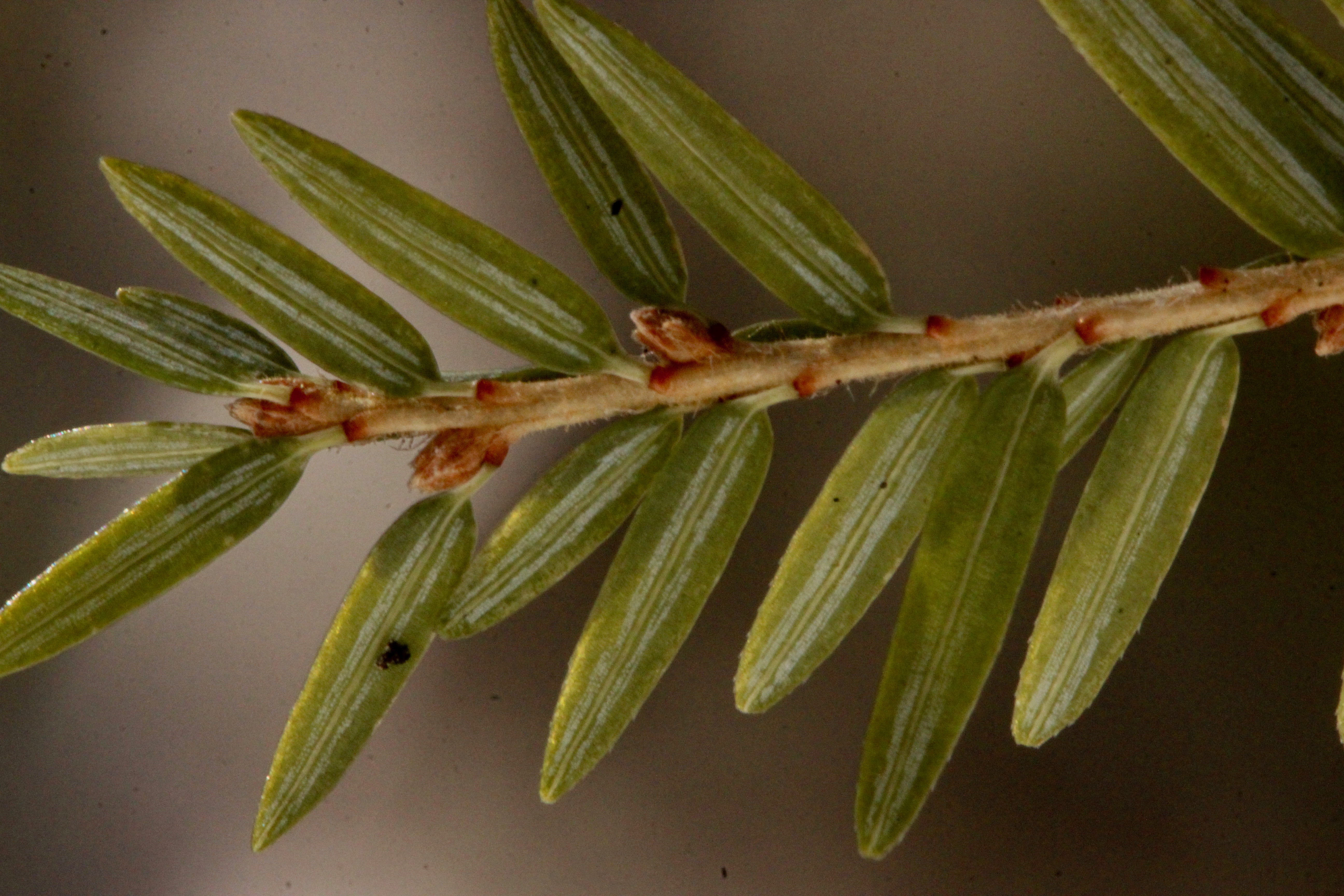 hemlock petioles (stems) and stomata lines