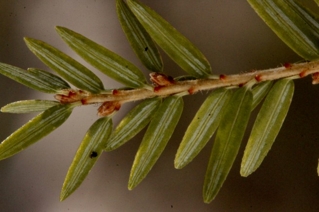 hemlock petioles (stems) and stomata lines