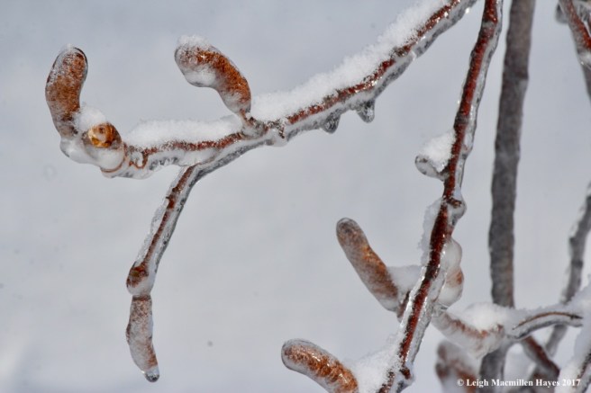 o-birch catkins enclosed