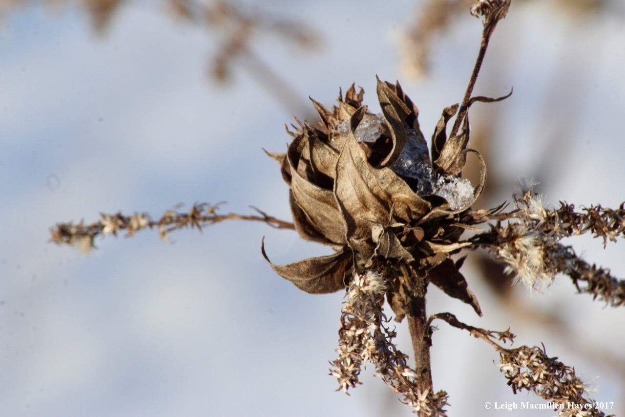 o-goldenrod bunch gall