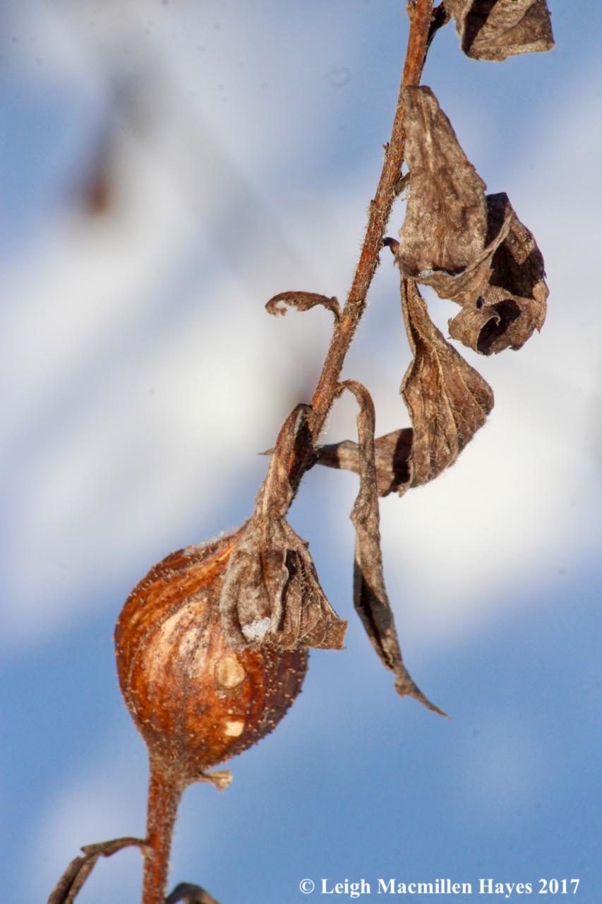 o-goldenrod gall