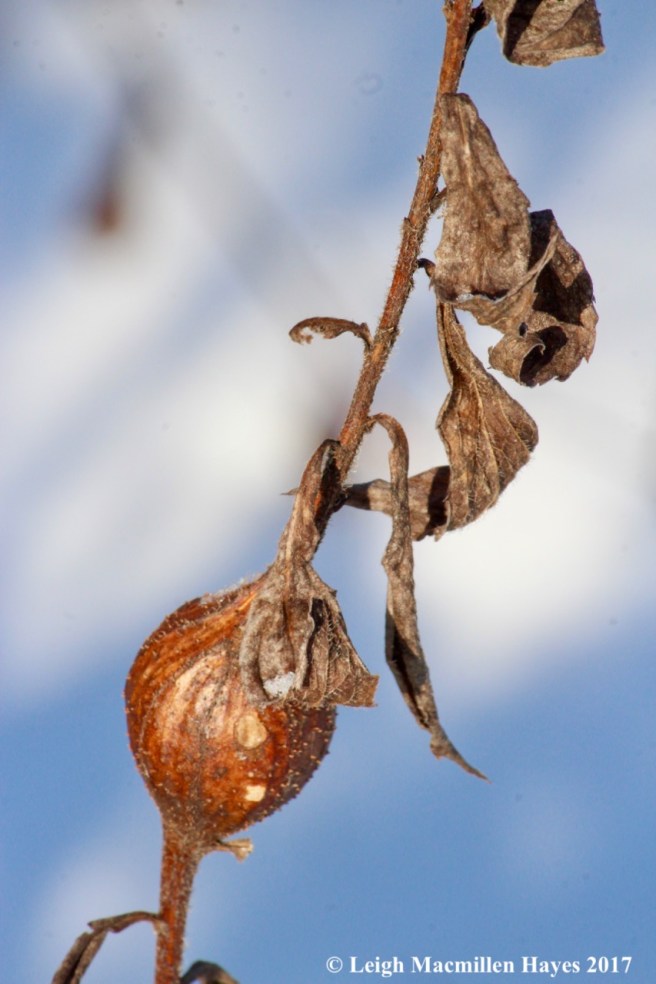 o-goldenrod gall