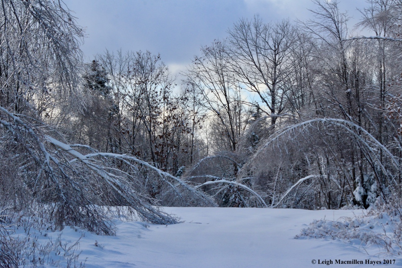 o-gray birch arches