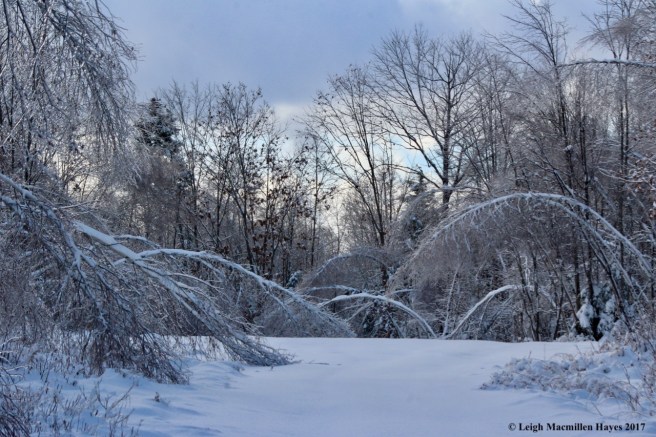 o-gray birch arches