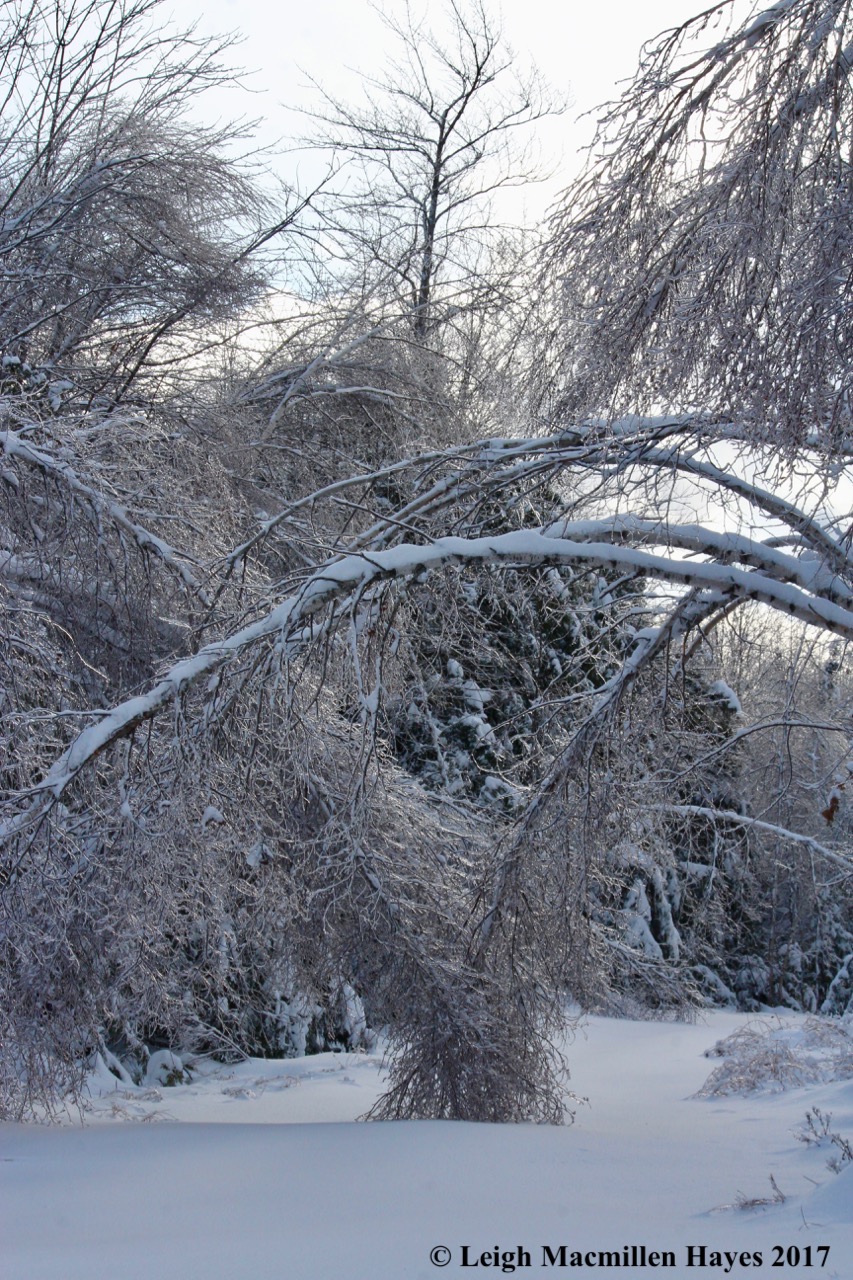 o-gray birches meet in the middle