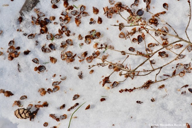 o-hemlock cones and seeds