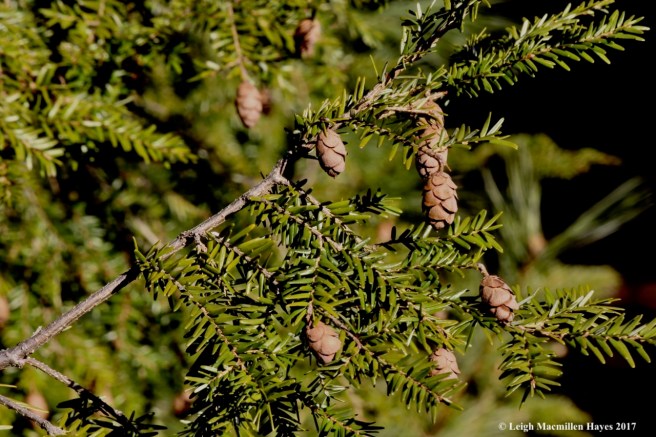 o-hemlock cones