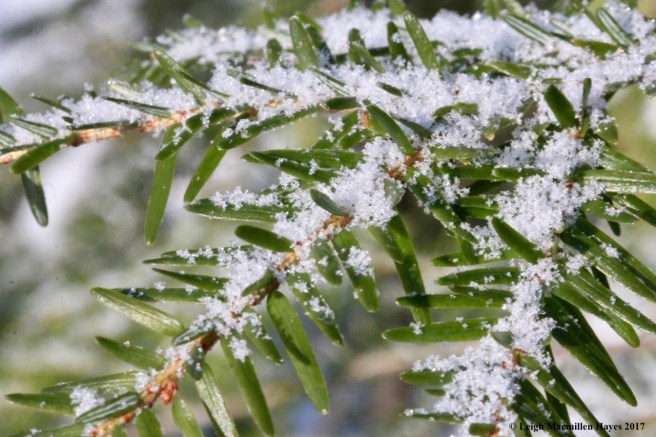 o-hoar frost on hemlock