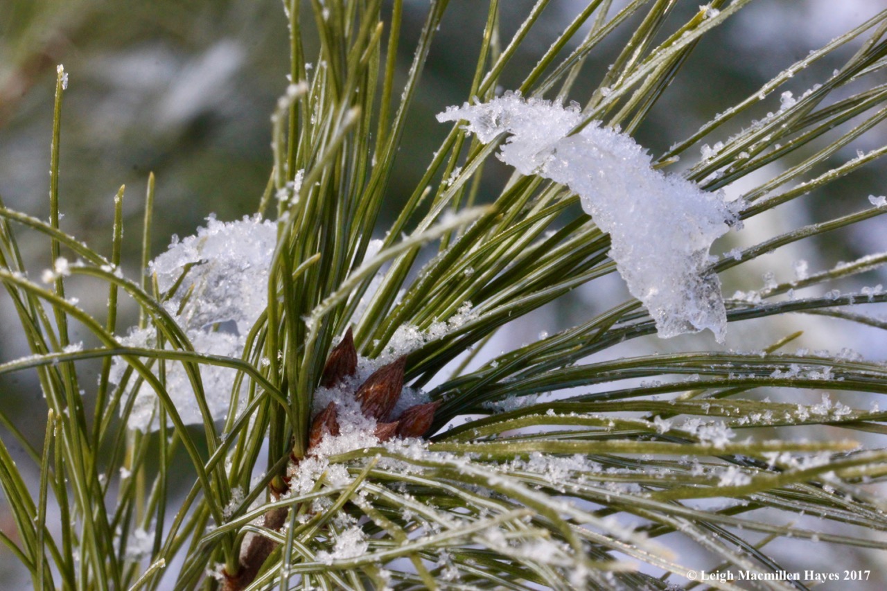 o-hoar frost on white pine