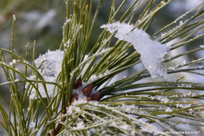 o-hoar frost on white pine