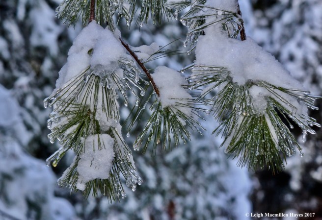 o-ice on pine finale
