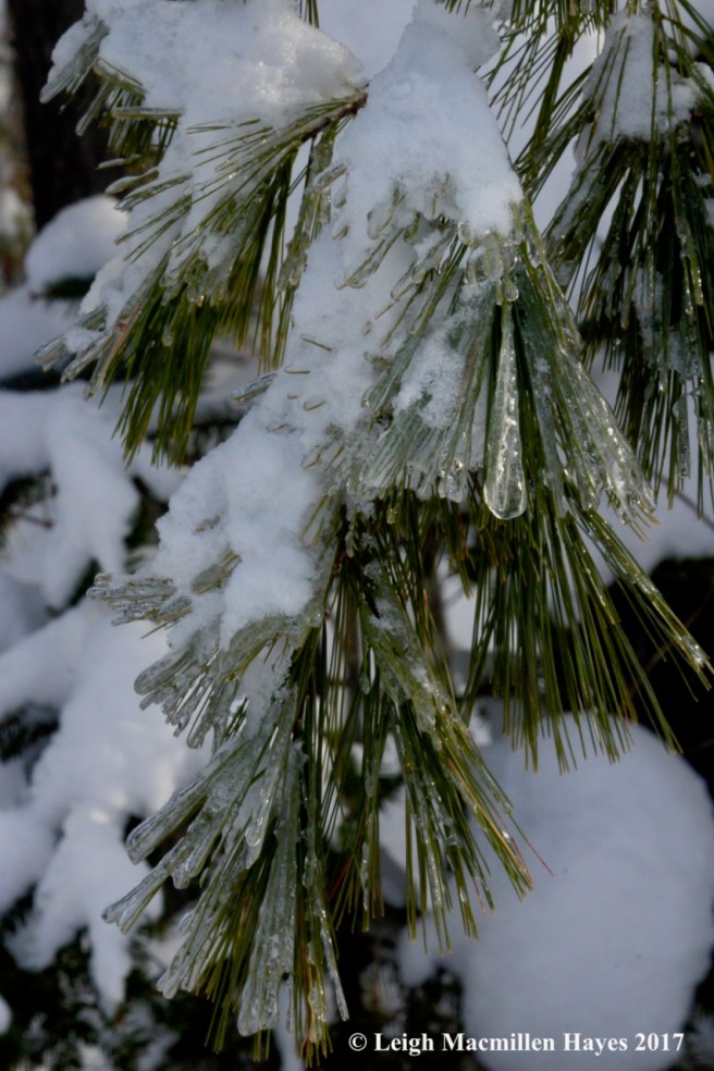 o-ice on pine like Hawaiian grass skirts