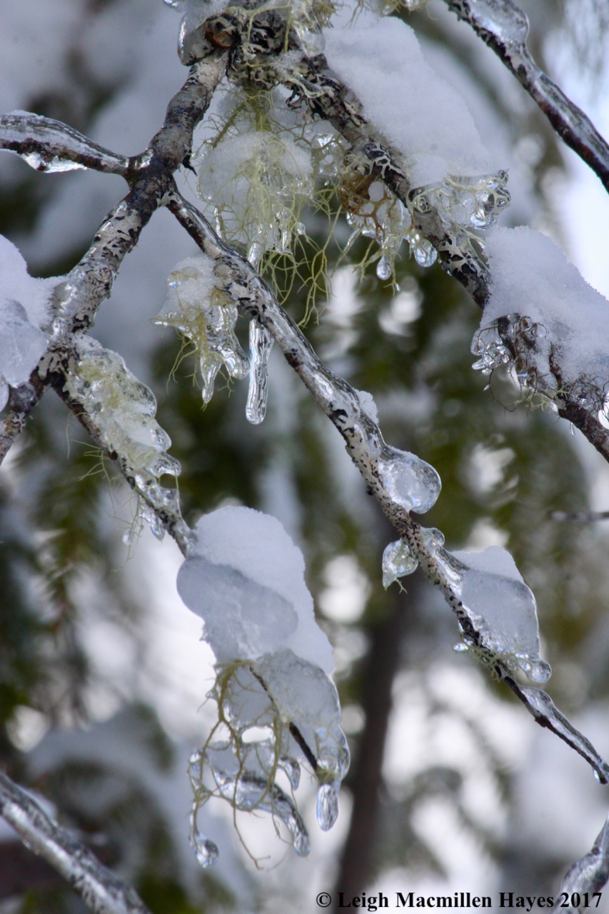 o-ice on usnea lichens