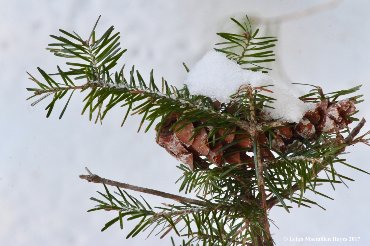 o-pinecone on hemlock