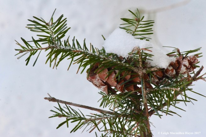 o-pinecone on hemlock