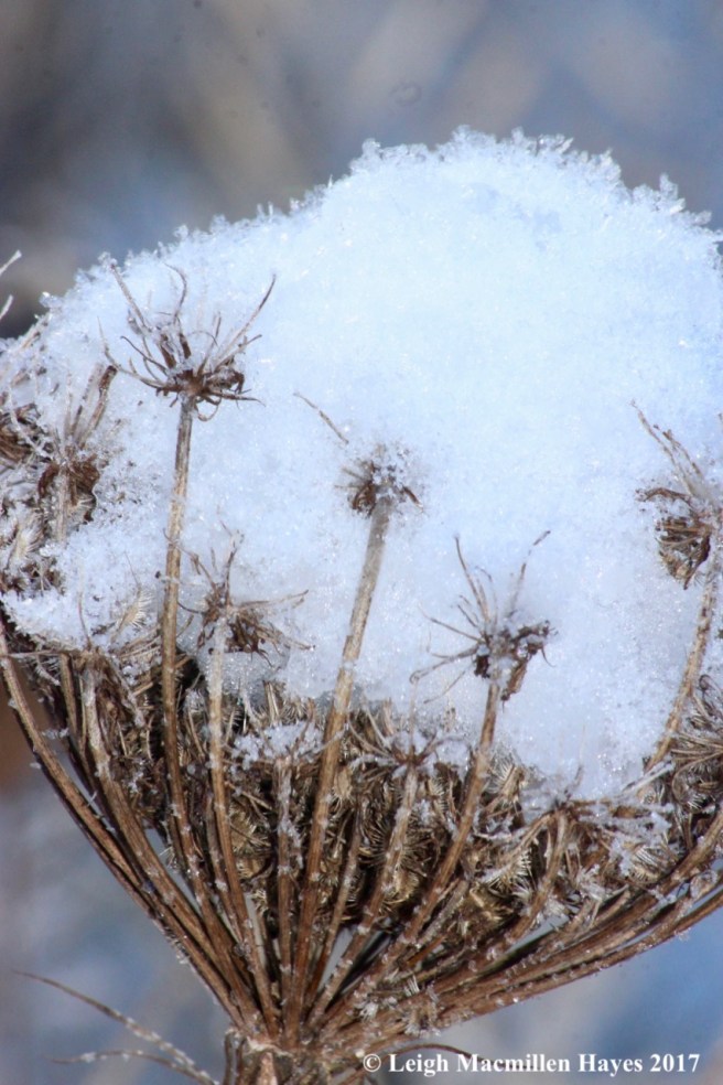 o-Queen Anne's lace 3