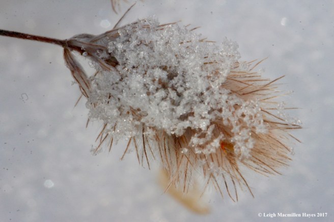 o-rabbit-foot clover 2