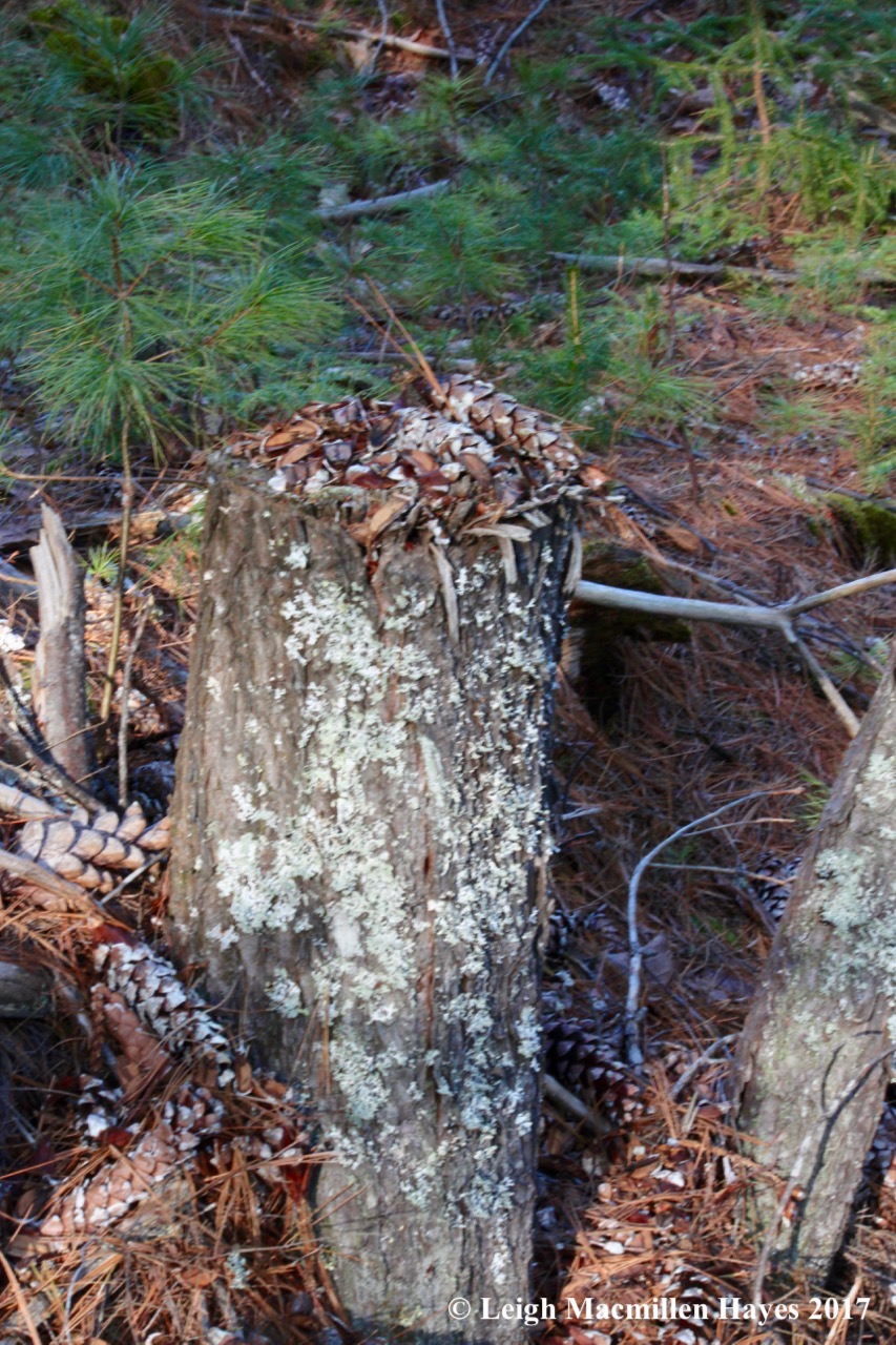 o-squirrel dinner table