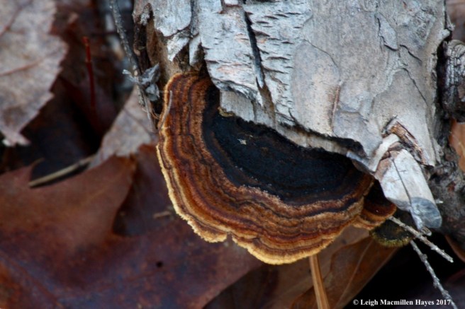 o-upper side, maze polypore