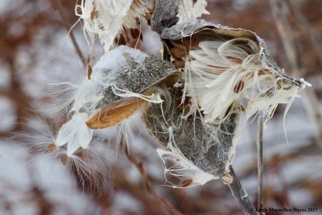 p-milkweed 2